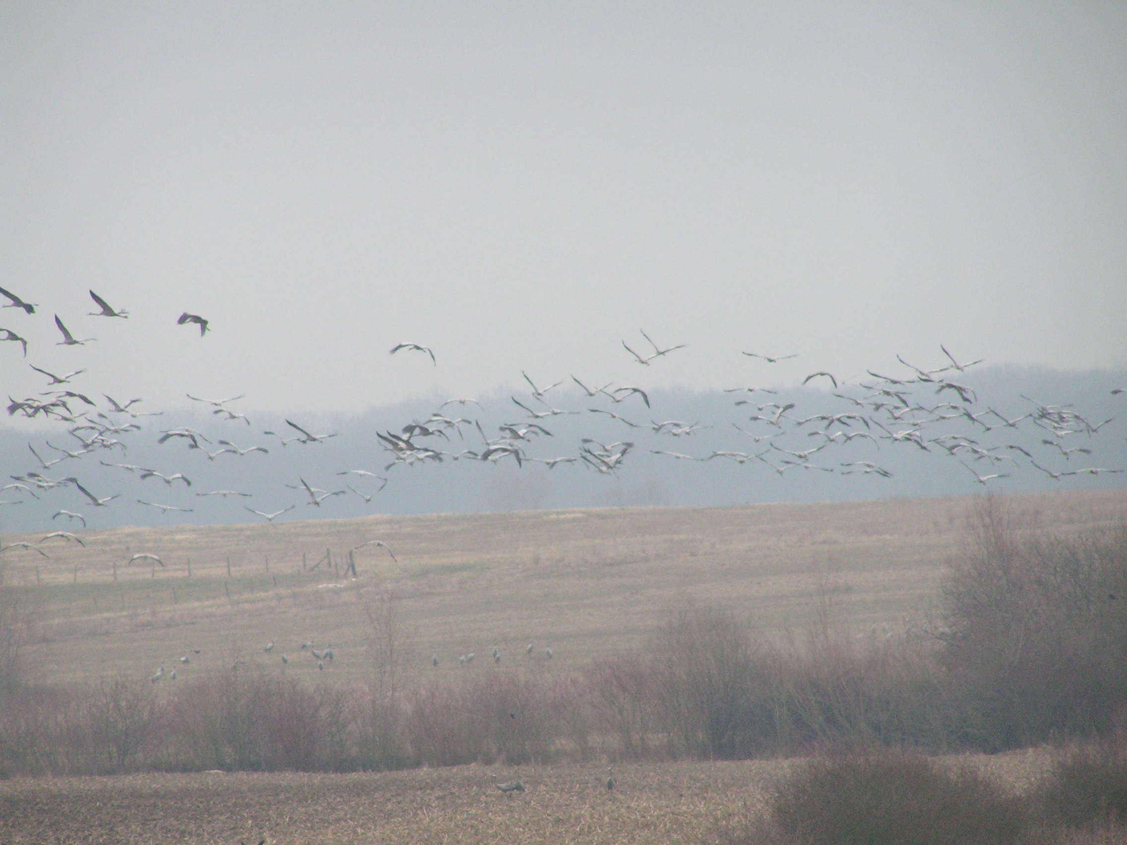 Kraanvogels (Lac du Der, Frankrijk 2005)