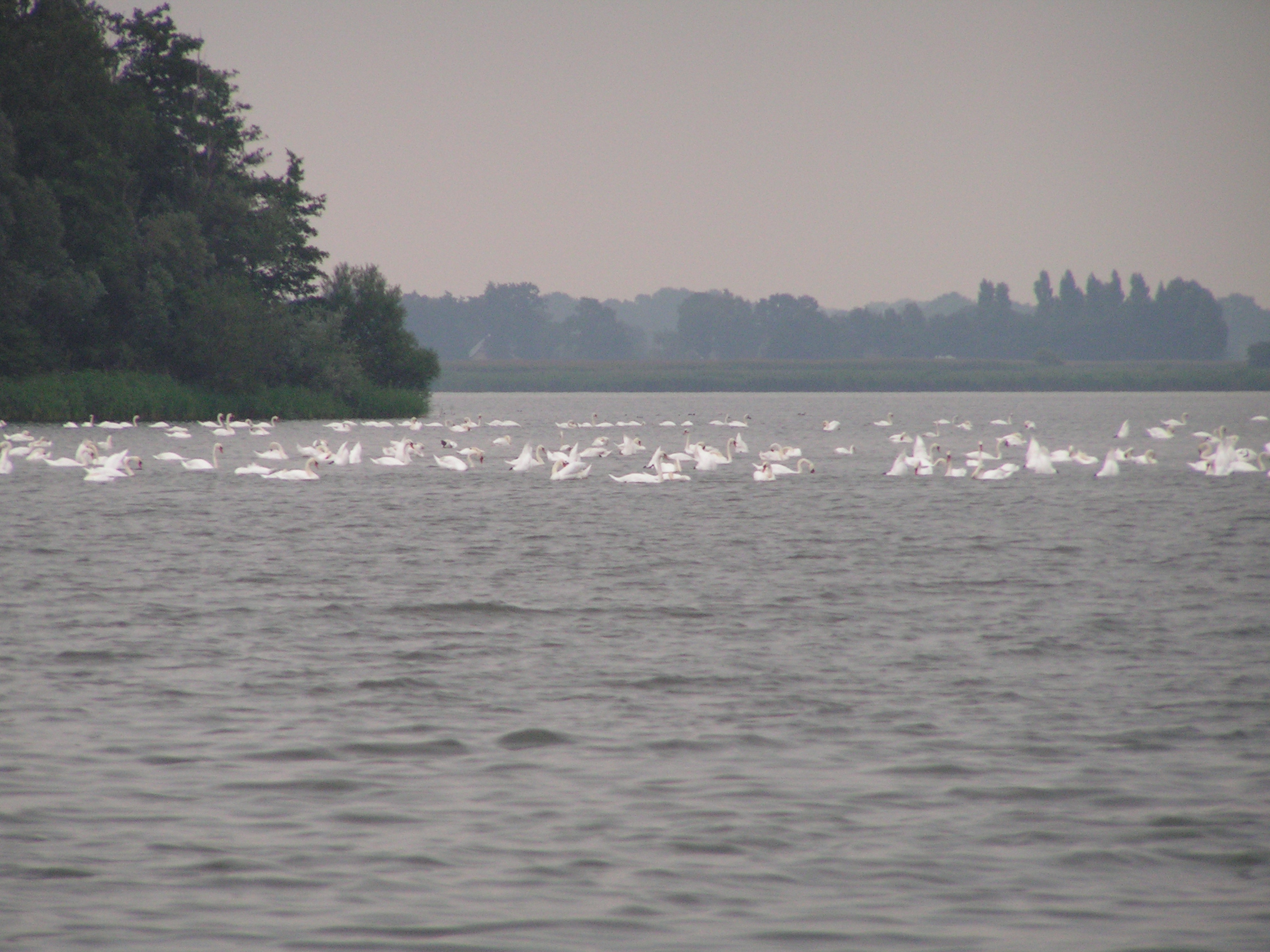 Zwanen op de Randmeren (2006)