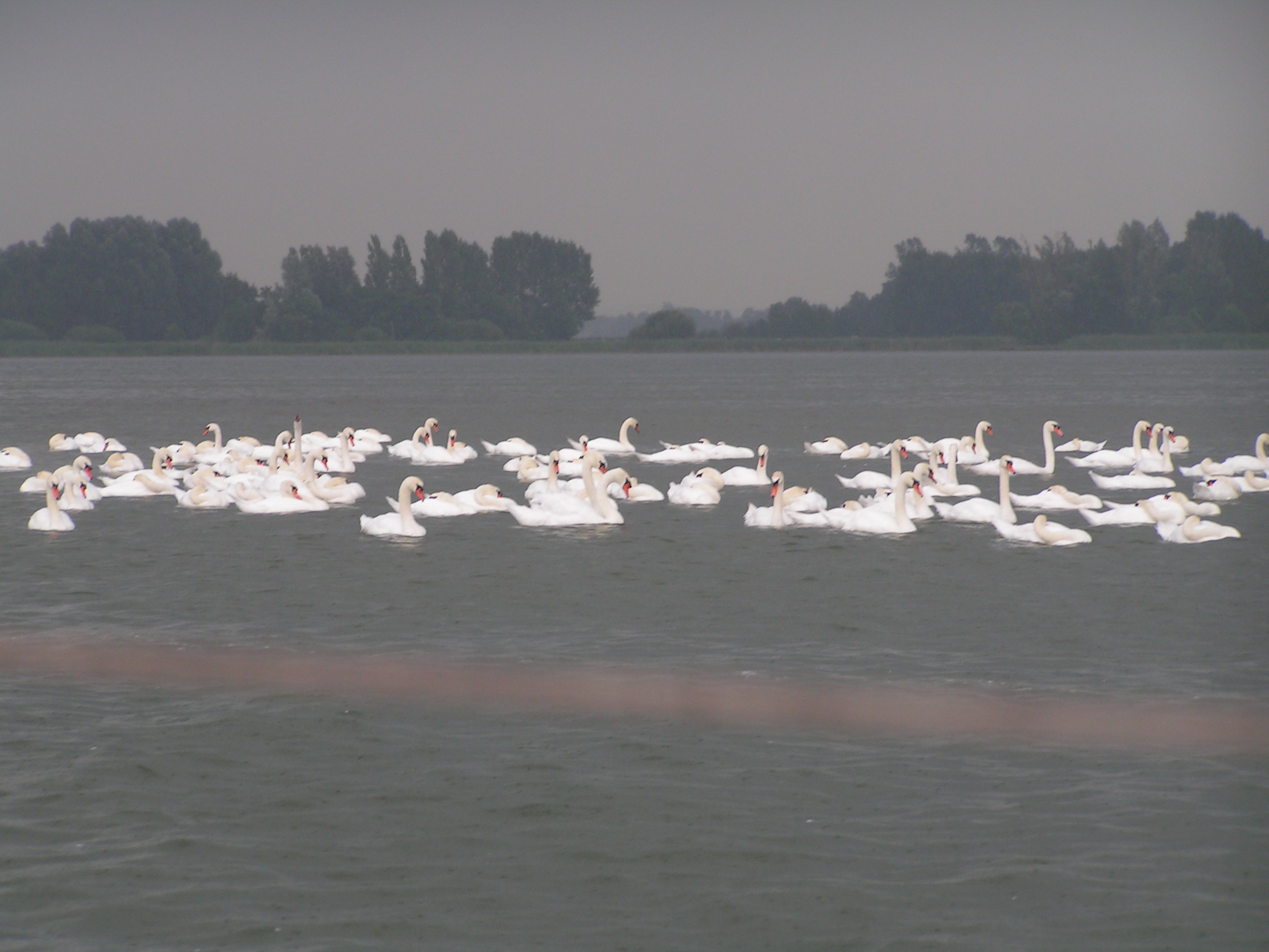 zwanen, zwanen en zwanen (Randmeren 2005)