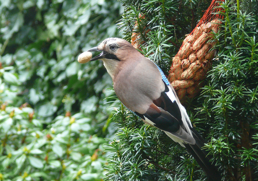 Gaai (Hilversum 2008)