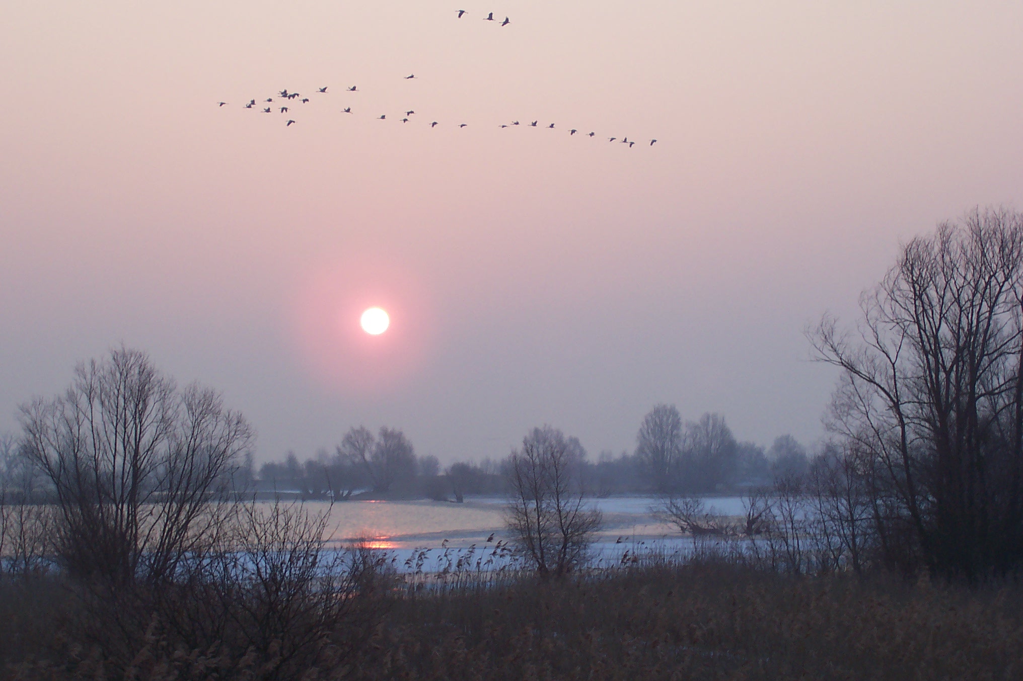 Kraanvogels (Lac du Der, Frankrijk 2005)